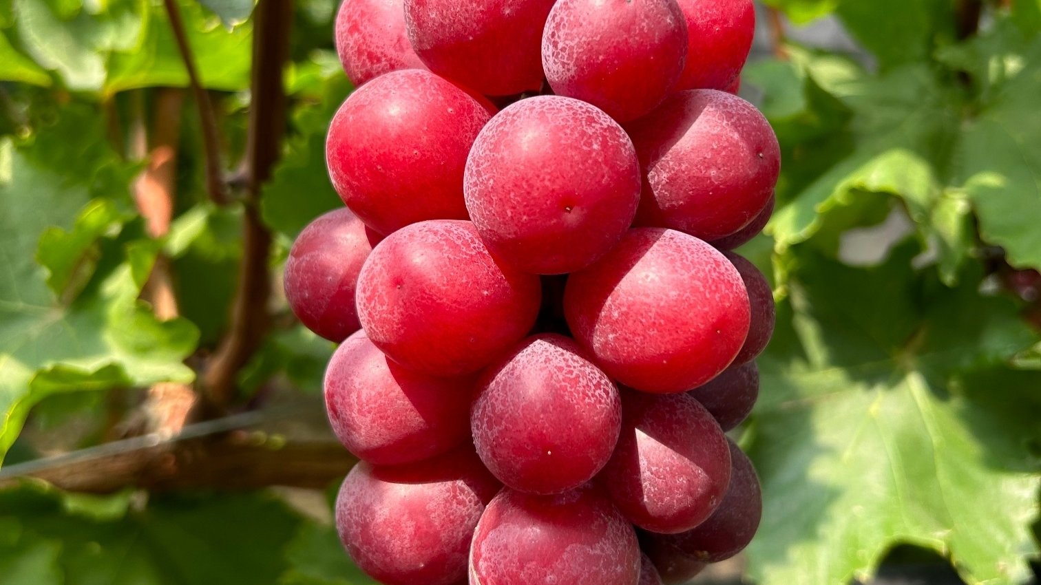 Isn't this amazing? Red Shine Muscat! It's the new Red Claret variety!