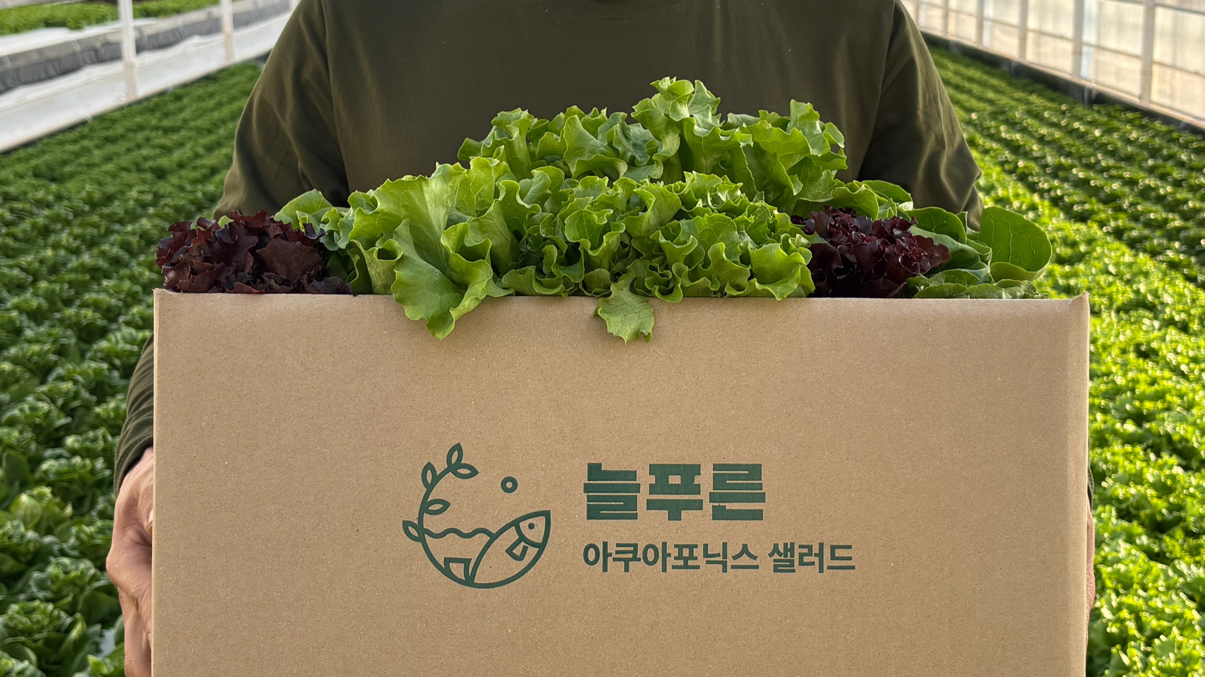 [무농약·GAP 인증] 친환경 유러피안 샐러드 6종 모듬